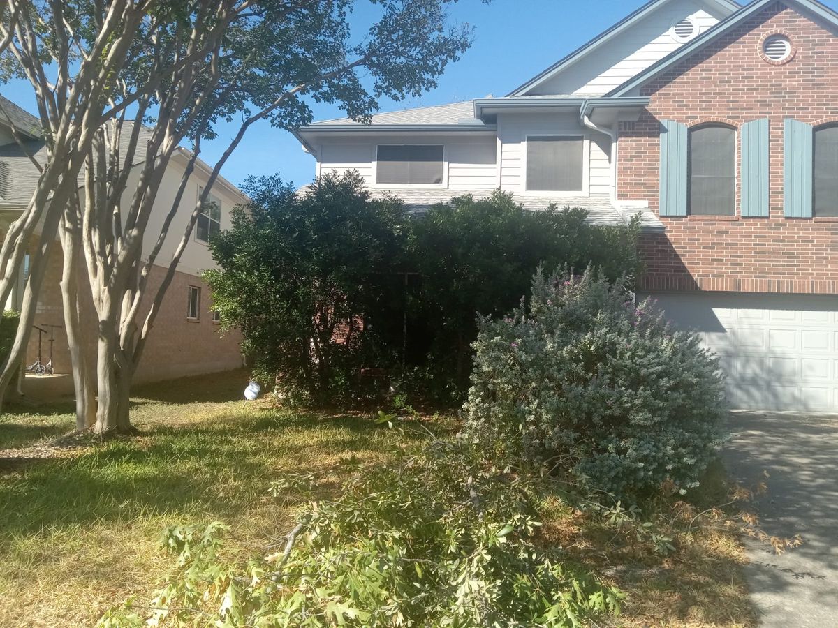 Overgrown shrubs and crepe myrtles in front of a house before trimming